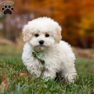 Teddy, Toy Poodle Puppy